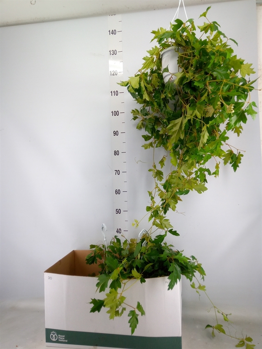 <h4>Cissus rhombifolia 'Ellen Danica'</h4>