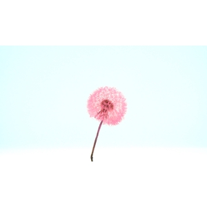 Dried Bleached Dandelion Regular Princess