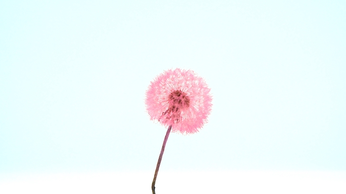 <h4>Dried Bleached Dandelion Regular Princess</h4>