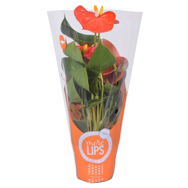 <h4>MoreLIPS® Anthurium Orange Champion in ShowHoes</h4>