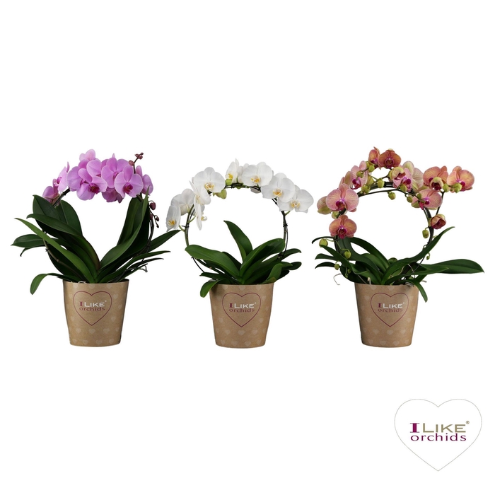 <h4>Phalaenopsis gemengd</h4>
