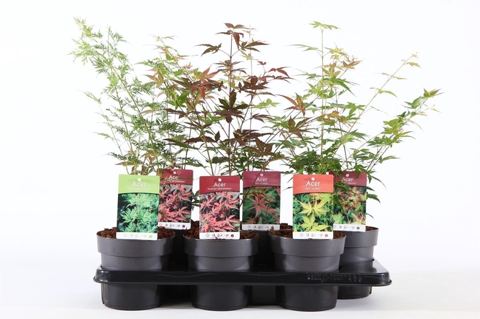 <h4>Acer palmatum</h4>