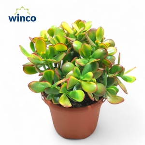 Crassula Sunset