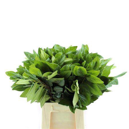 <h4>Viburnum tinus per stuk overig</h4>