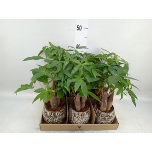 Pachira aquatica