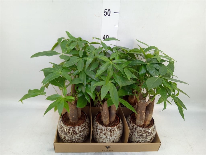 <h4>Pachira aquatica</h4>