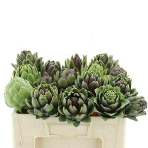 Cynara Scolymus Middle