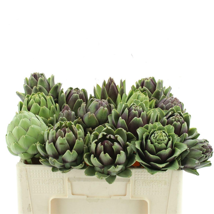 <h4>Cynara Scolymus Middle</h4>