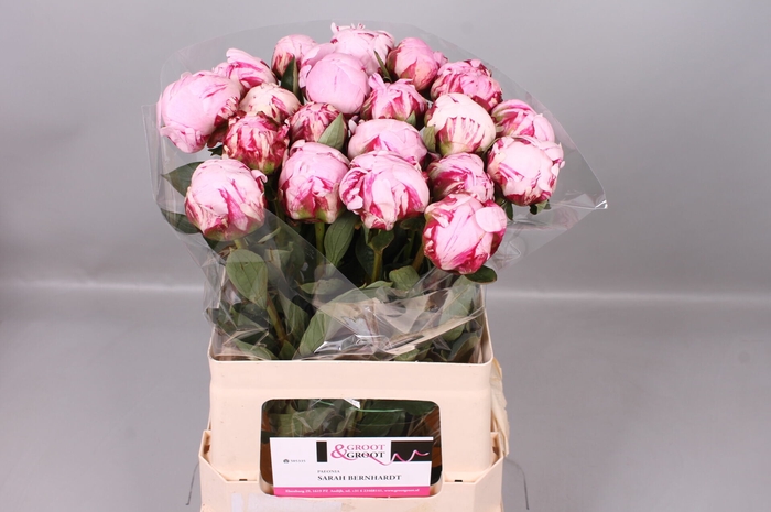 <h4>Paeonia Sarah Bernhardt | Heavy Quality</h4>