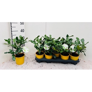 Citrus hystrix ''Kaffir-Lime''(no fruits)