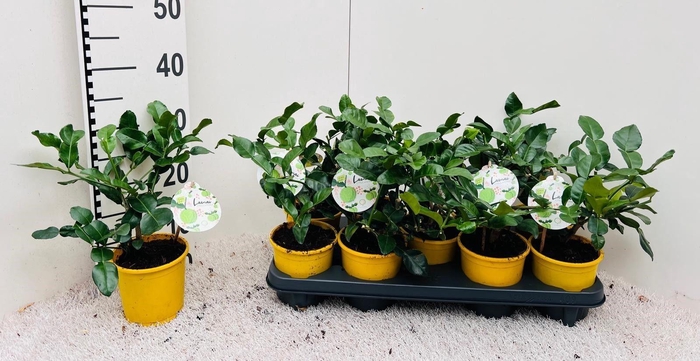 <h4>Citrus hystrix ''Kaffir-Lime''(no fruits)</h4>