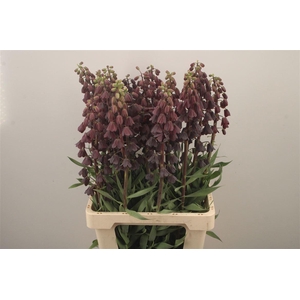 Fritillaria Persica Black