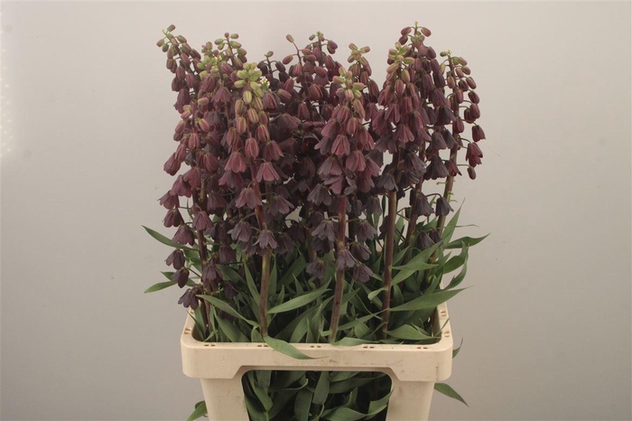 <h4>Fritillaria Persica Black</h4>