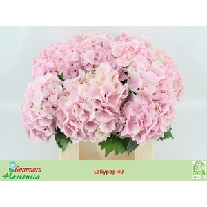 HYDR M CH LOLLYPP RZ