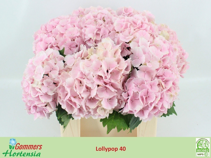 <h4>HYDR M CH LOLLYPP RZ</h4>