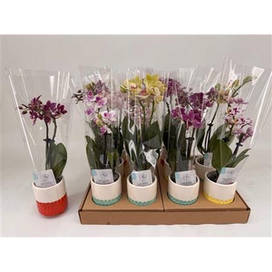 Phal Mini 2 Branches 16+in Keramiek Pot