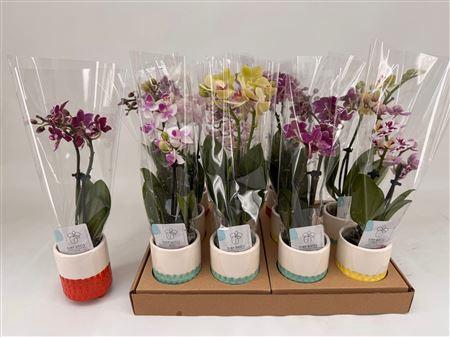 <h4>Phal Mini 2 Branches 16+in Keramiek Pot</h4>