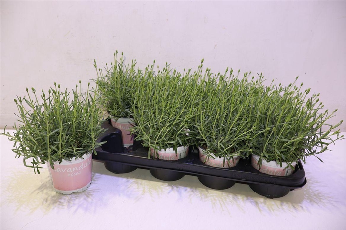 <h4>arr8 Lavan An Rosea</h4>