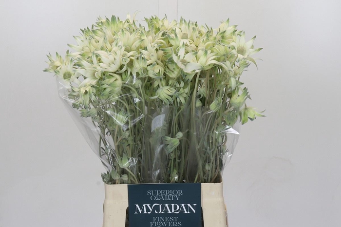 <h4>ACTINOTUS JAPAN*</h4>