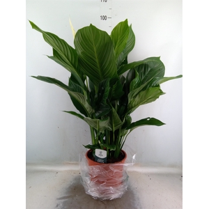 Spathiphyllum  'Sweet Lauretta'