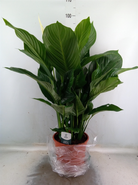 <h4>Spathiphyllum  'Sweet Lauretta'</h4>