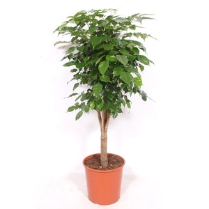 Radermachera hainanensis