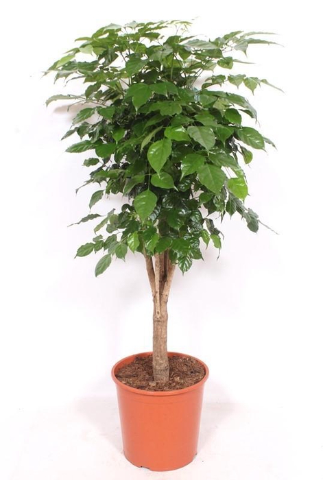 <h4>Radermachera Hainanensis Vertakt</h4>