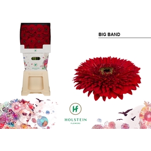 Gerbera Pomponi Big Band Diamond