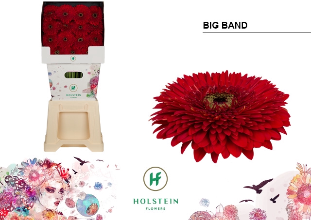 <h4>Gerbera Pomponi Big Band Diamond</h4>