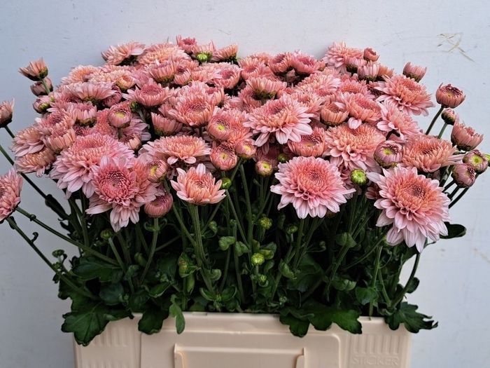 <h4>CHR T GOMPIE ROSE</h4>