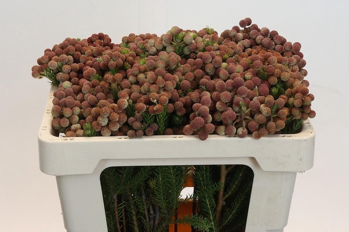 <h4>BERZ SQUARROSA</h4>