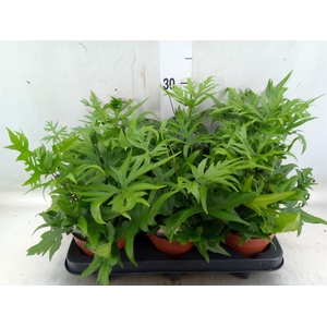Doryopteris pedata