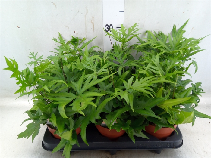 <h4>Doryopteris pedata</h4>
