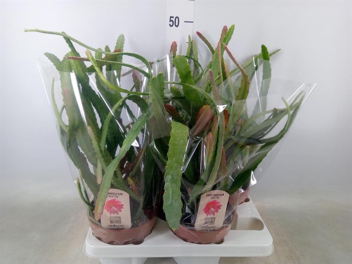 <h4>Epiphyllum   ...</h4>