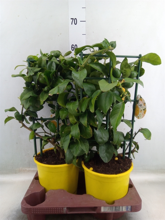 <h4>Citrus meyeri 'Meyer'</h4>