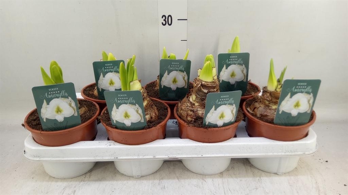 <h4>Hippeastrum   ...</h4>