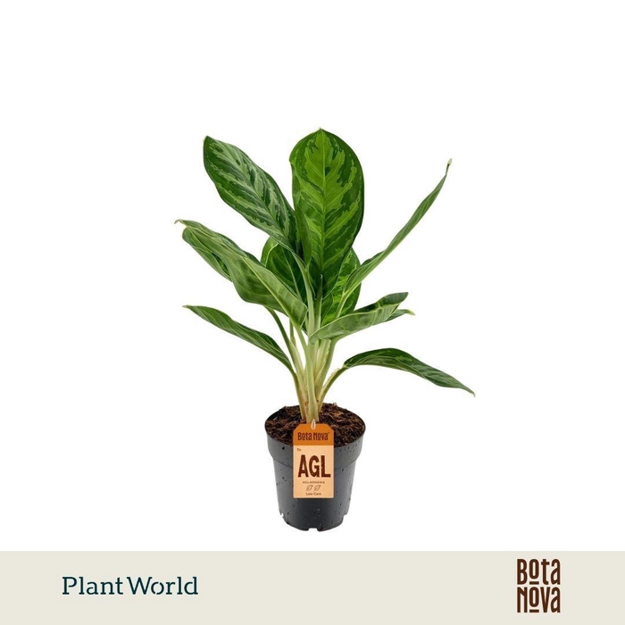 <h4>Aglaonema Legacy</h4>