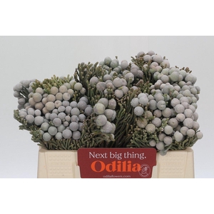 Cape Green Silver Brunia