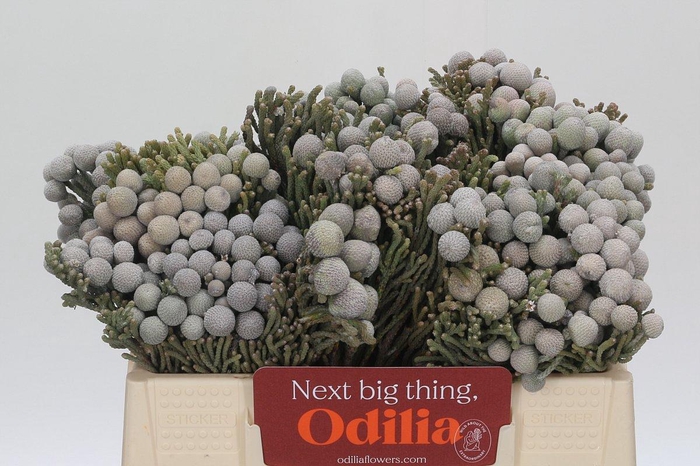 <h4>Kaaps Groen Silver Brunia</h4>