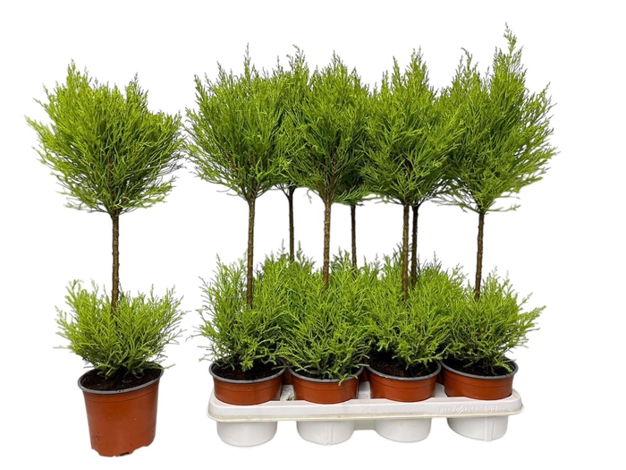 <h4>CUPR MA GOLDC WILMA</h4>