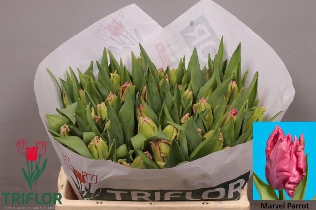 <h4>TU PA MARVEL PARROT</h4>