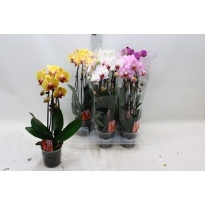 PHAL EL CASCADE