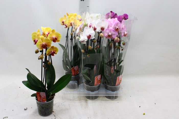 <h4>PHAL EL CASCADE</h4>