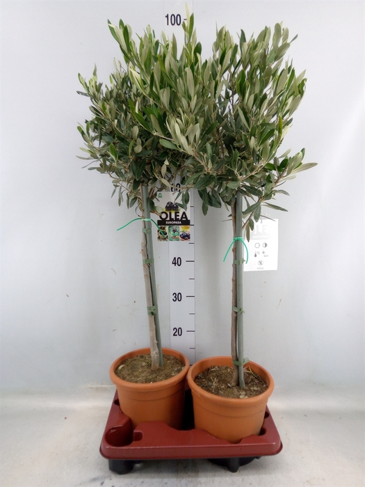 <h4>Olea europaea</h4>