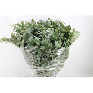 Euca Cinerea 200gr P Bunch