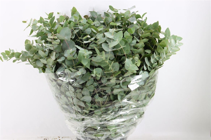 <h4>Euca Cinerea 200gr P Bunch</h4>