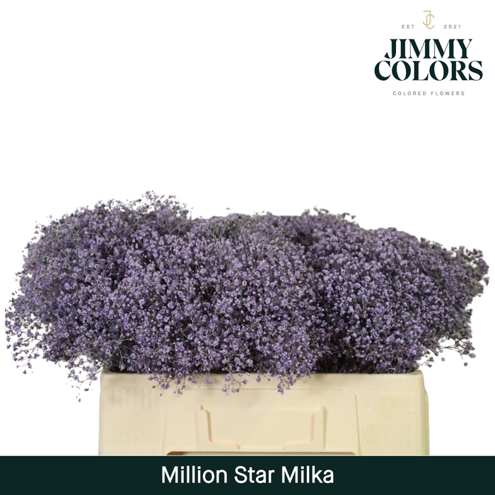 <h4>Gyps Million Star l50 Milka</h4>
