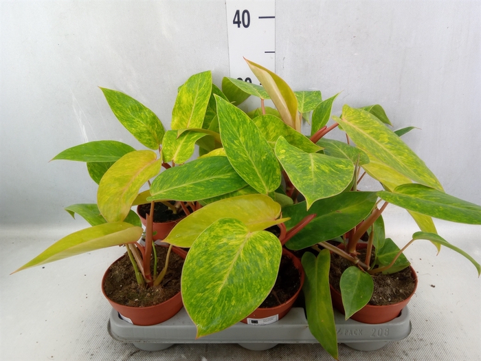 <h4>Philodendron  'Painted Lady'</h4>