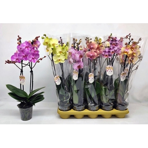 PHAL GEM