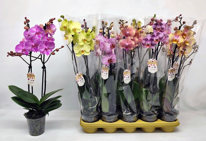 <h4>PHAL GEM</h4>